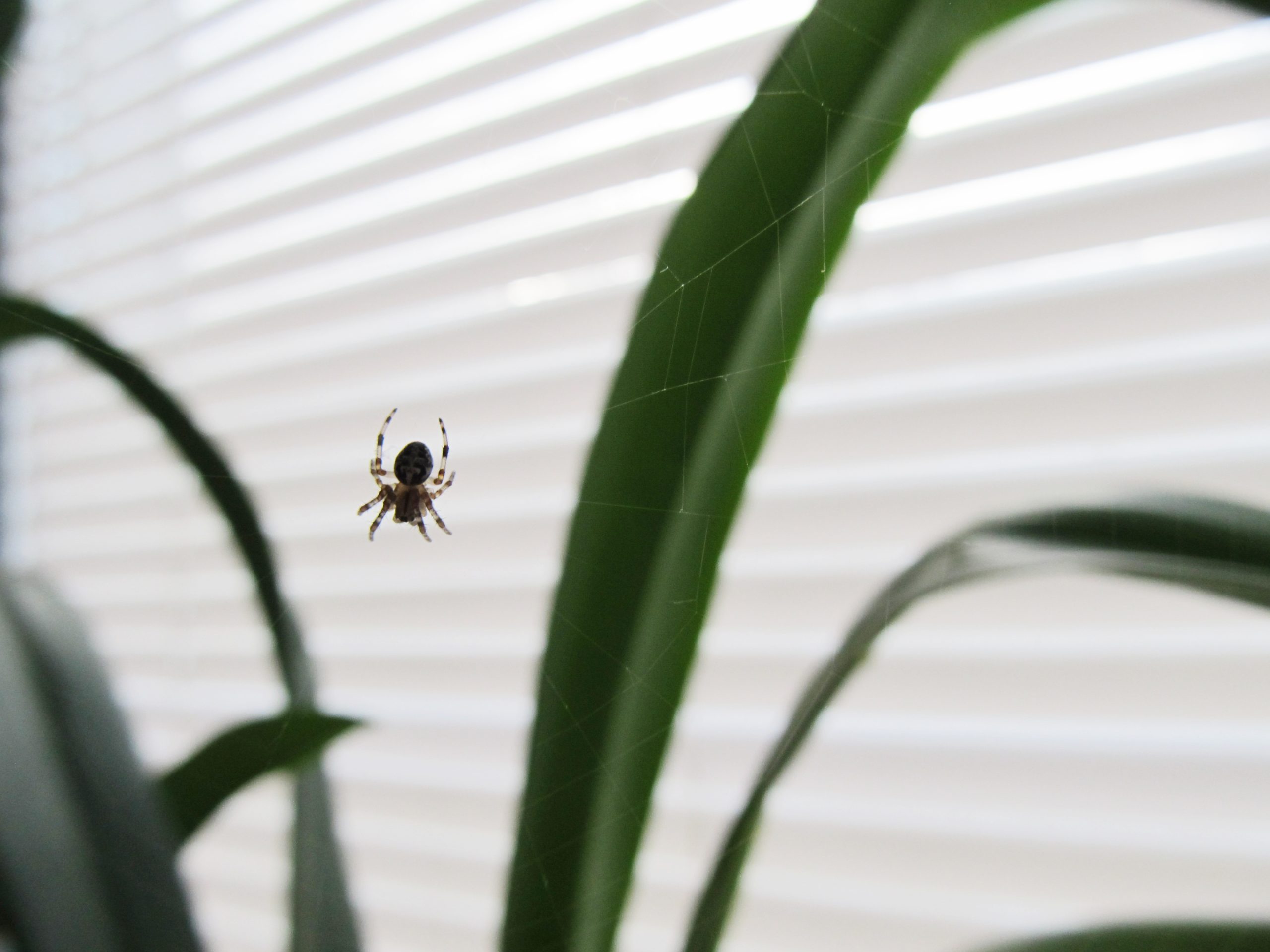 Spinne klettert am Fenster entlang