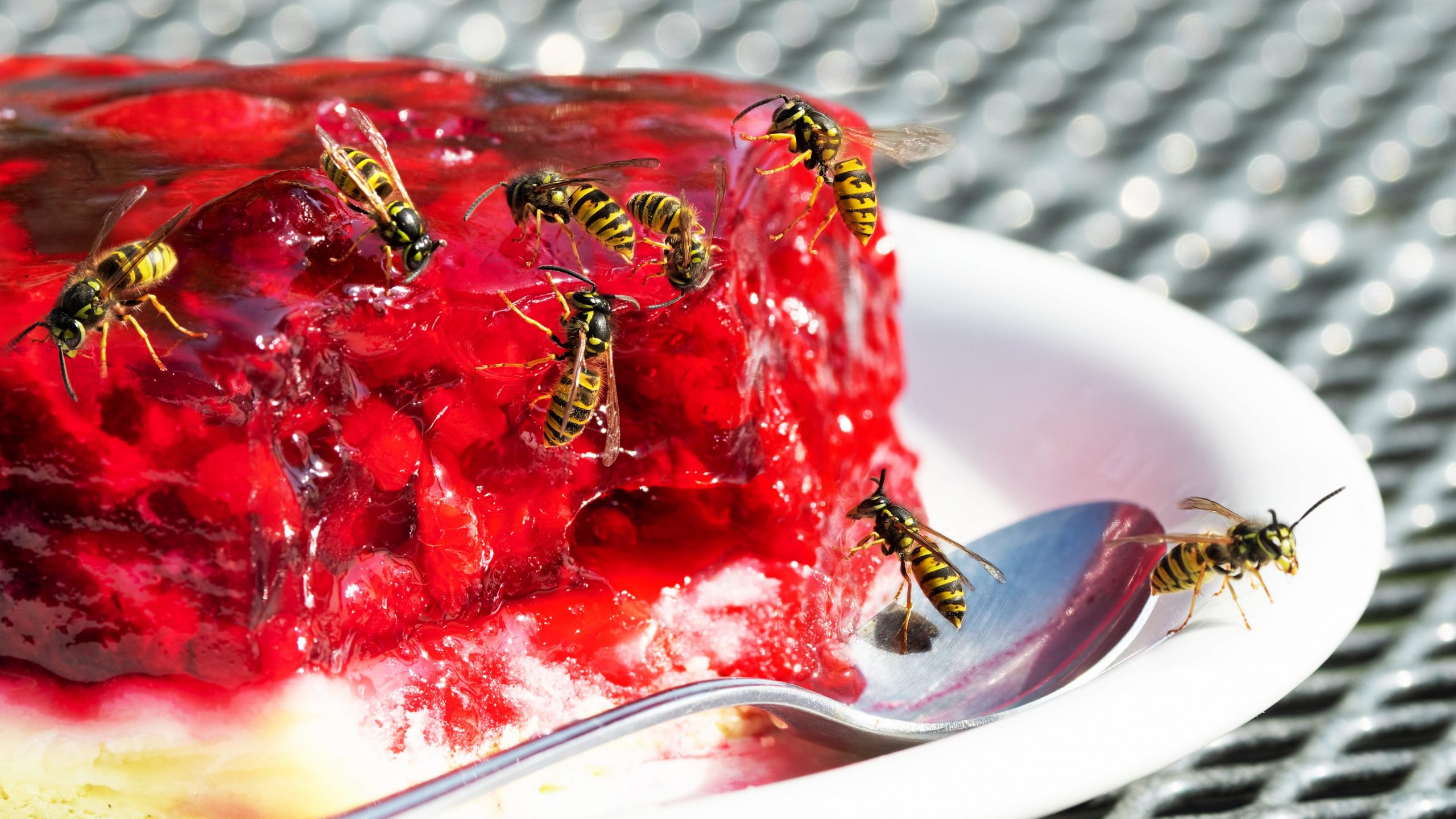 Wespen auf einem Stück Himbeer-Torte