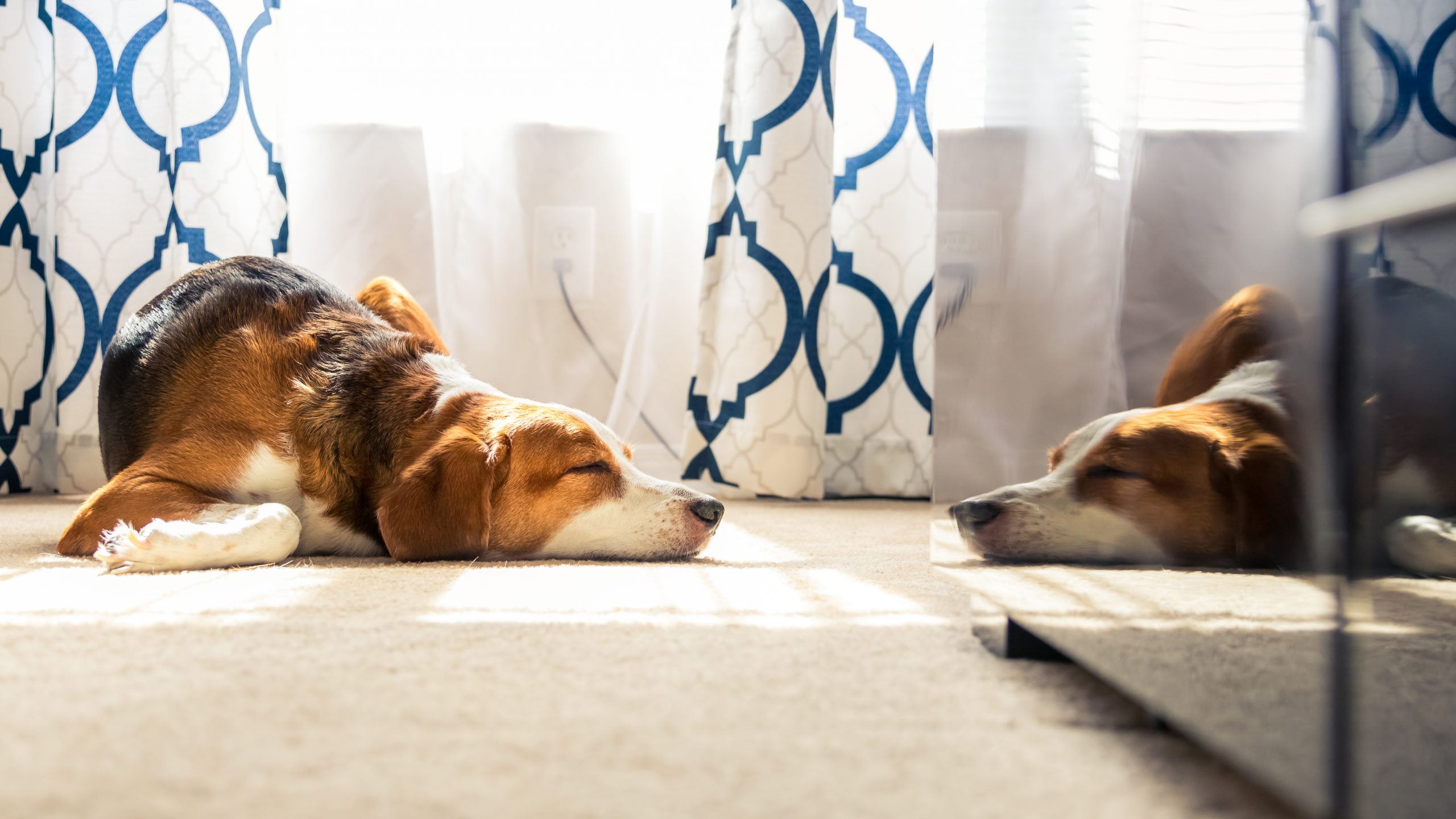 Hund liegt auf dem Teppich in der Sonne