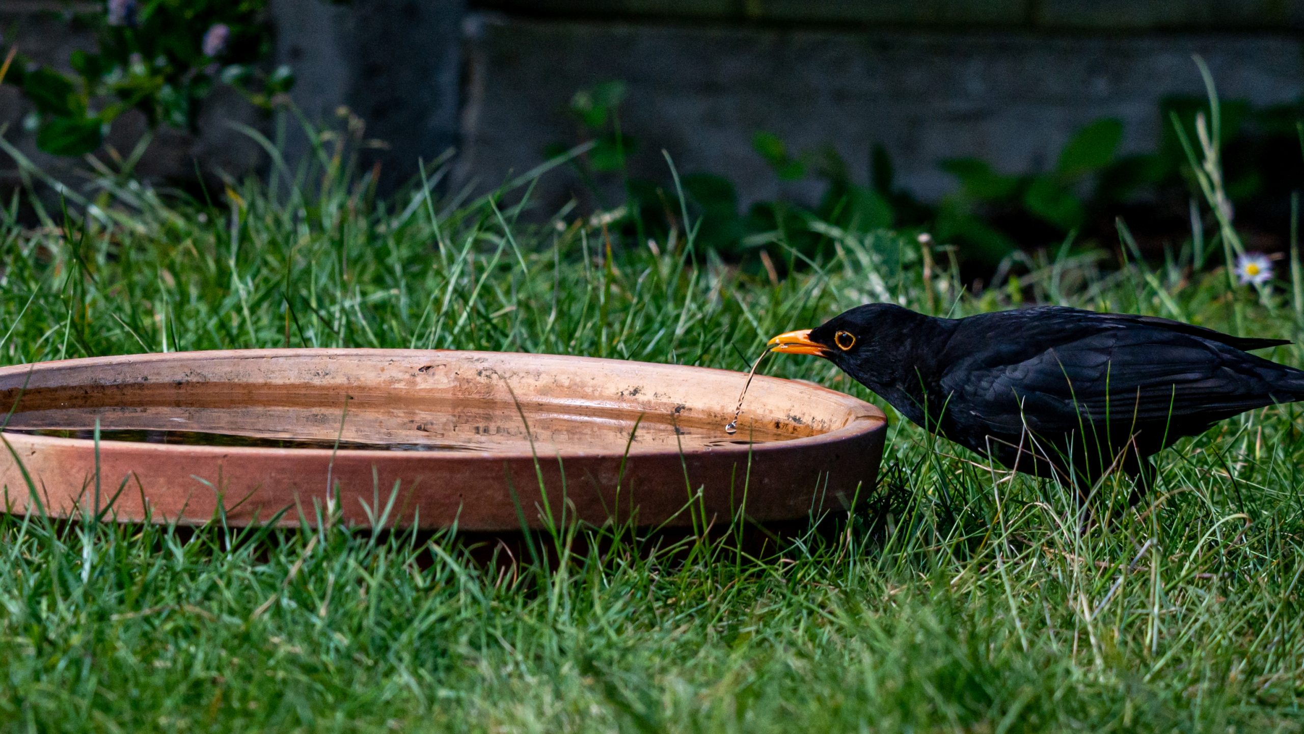 schwarze Amsel trinkt aus einem Vogelbad