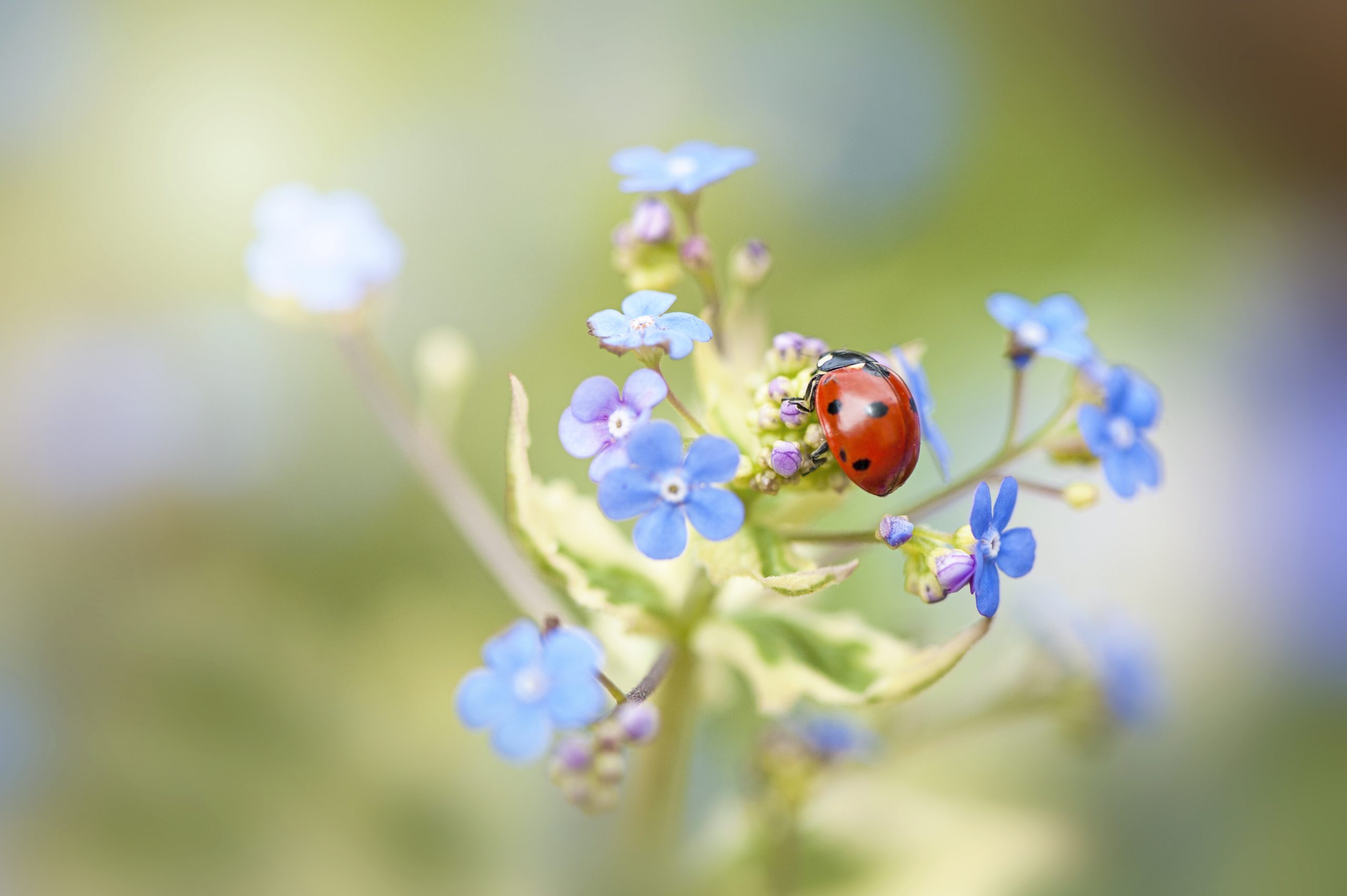 Marienkäfer sitzt auf einer blauen Blume